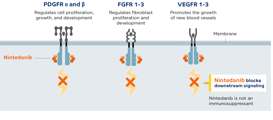 ofev-nintedanib-mechanism-of-action